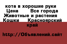 кота в хорошие руки › Цена ­ 0 - Все города Животные и растения » Кошки   . Красноярский край